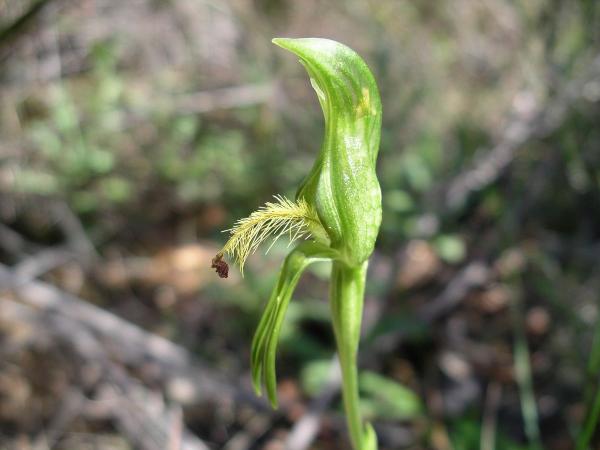 Plumatichilos tasmanica - Southern Bearded Greenhood.jpg